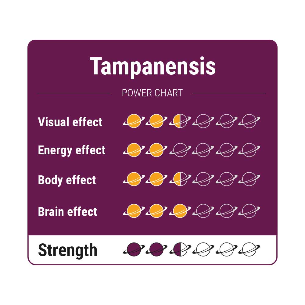 McSmart Tampanensis - Strength Chart